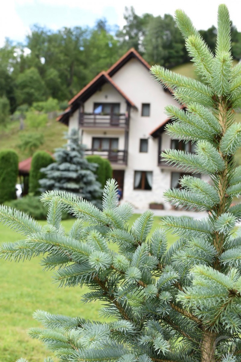 PENSIUNEA POIENȚIA Albac 713154 thumb