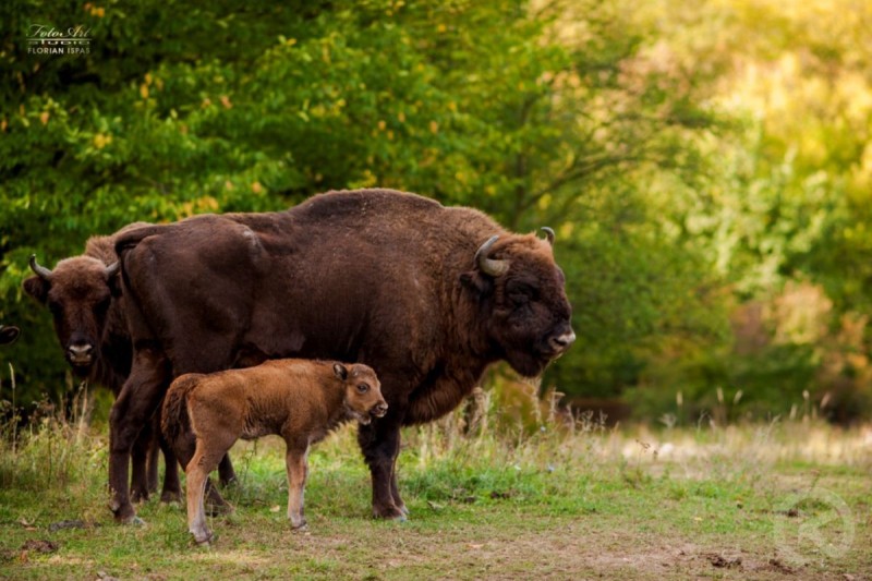 Hunedoara 1137 thumb