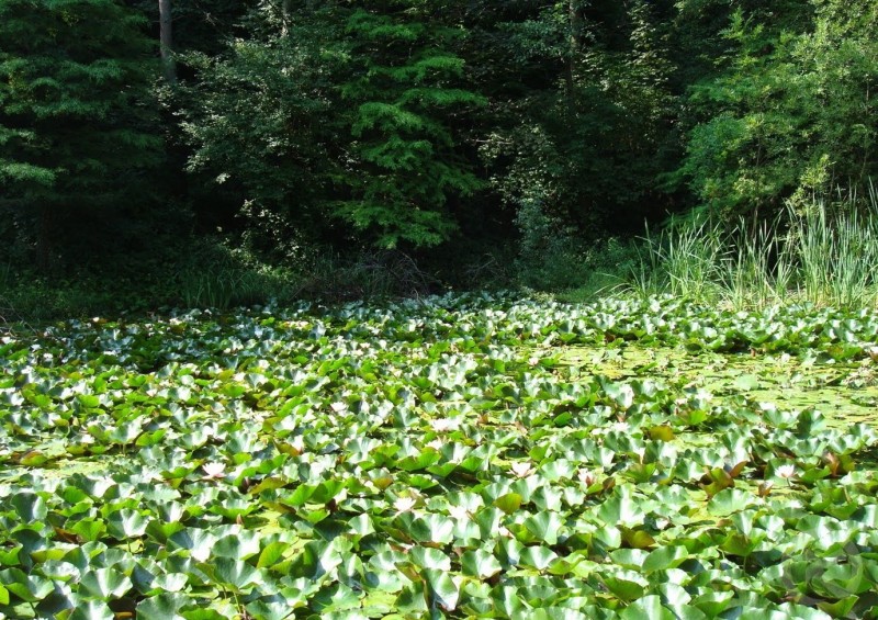 Băile Olănești 973 thumb