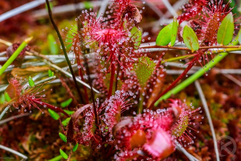 Băile Tușnad 419 thumb