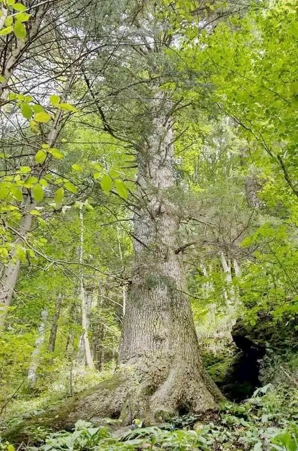 Gura Râului 1220 thumb