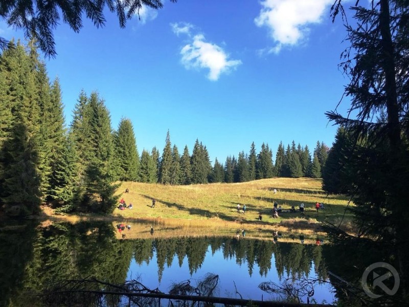 Colibița 1352 thumb