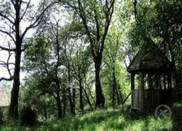 Crăciunel 552 thumb