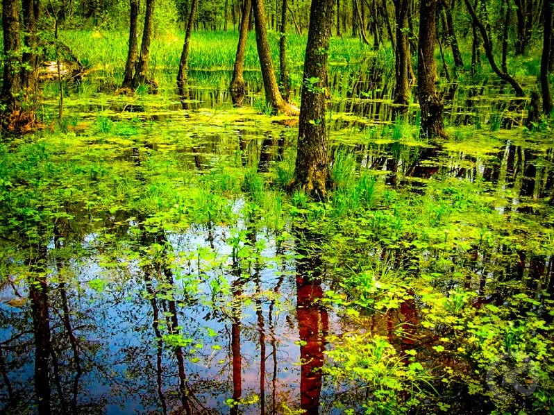 Sfântu Gheorghe 1419 thumb