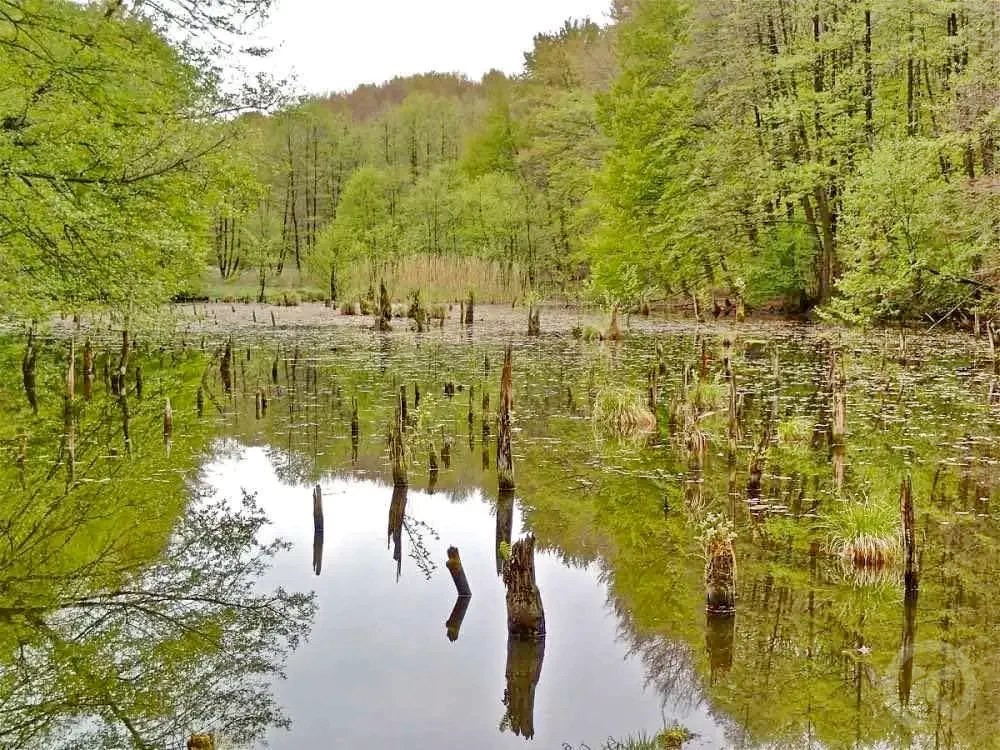 Lacu Roșu 1639 thumb