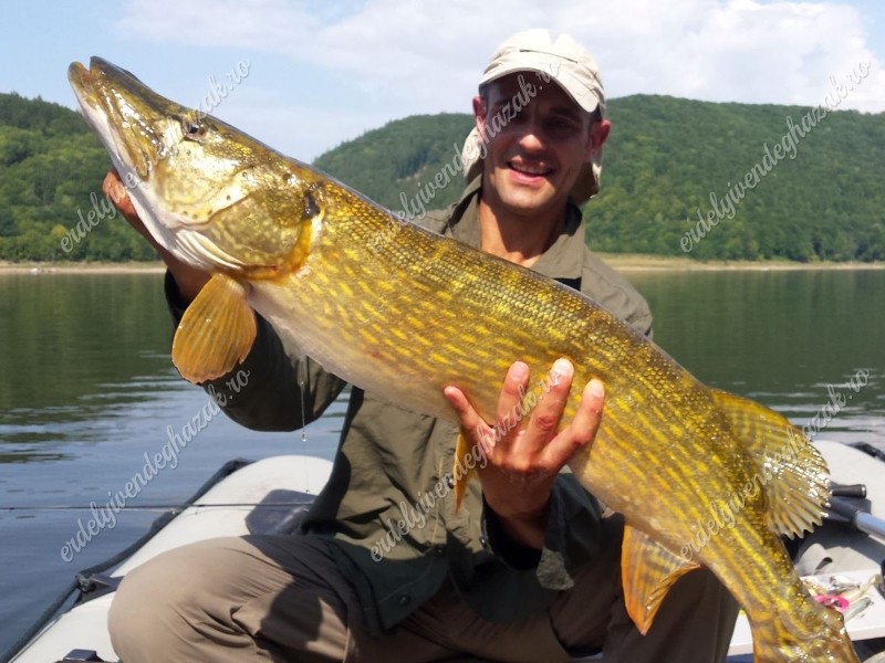 Căpâlnița 1019 thumb